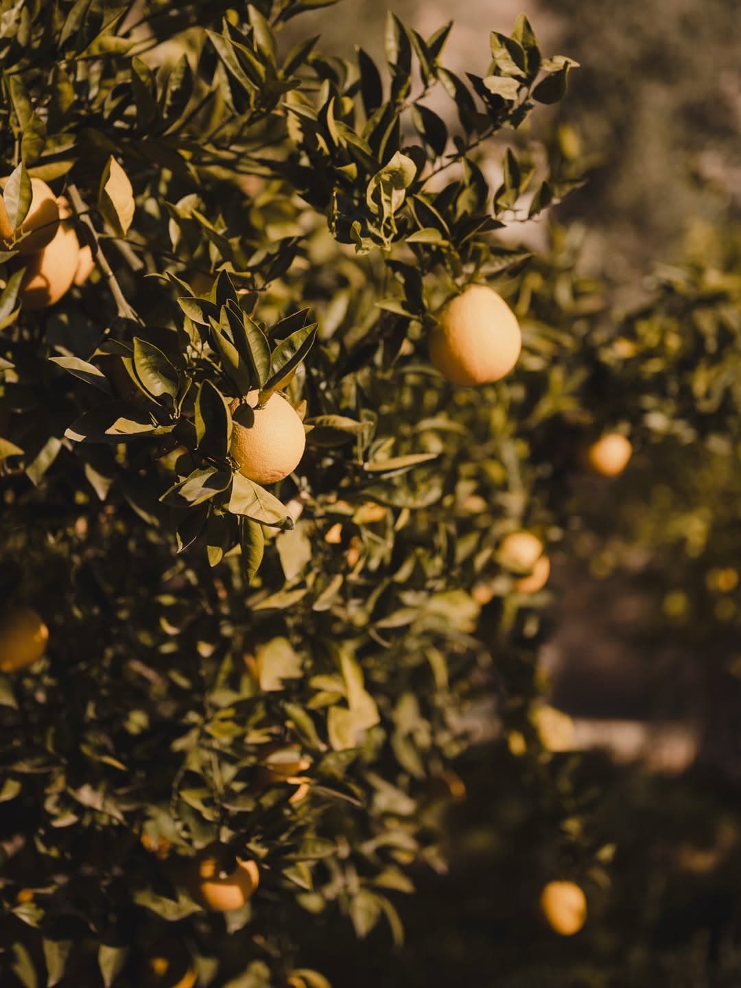 Credit: Andrius Boldysevas